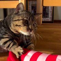 おもちゃで遊ぶ猫