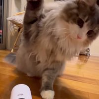 猫パンチしようとする猫