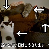 ベッドに集まる猫達