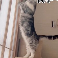立ち上がる猫2