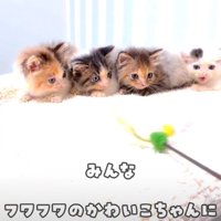 ふわふわの子猫