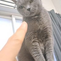 ボス猫と人差し指