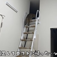 満足してロフトに