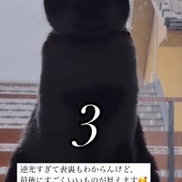 猫に近づいていくカメラの画面