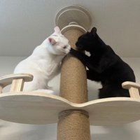 キャットタワーの上でパンチをする白猫と黒猫
