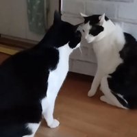 見つめ合う猫の写真