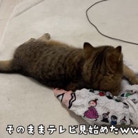 エコバッグの上で寝そべっている猫