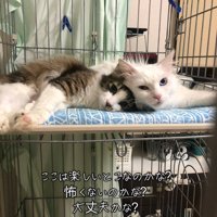 ケージの中で寝そべる2匹の猫