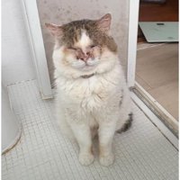 お風呂場にいる猫