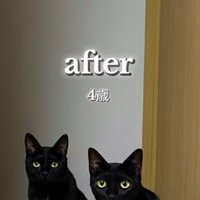 2匹の黒猫