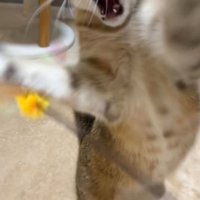 おもちゃに食らいつく猫（縦長）