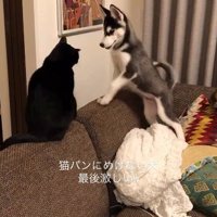 猫と向かい合う犬