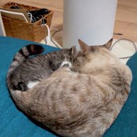 子猫をしっぽで包む先住猫