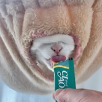 しっぽで目元を隠す猫