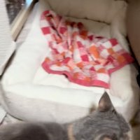動き出す猫