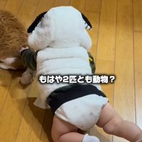 四つ這いで猫の背中を触る赤ちゃん（もはや2匹とも動物？）