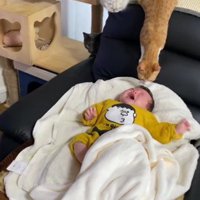 泣いている赤ちゃんと猫たち
