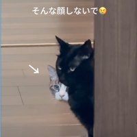ドアから覗き込む猫たち6