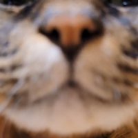 猫の口のアップ