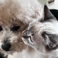 仲の良い犬と猫