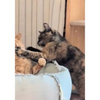 ケンカしている猫たち