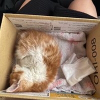 段ボールで眠る子猫