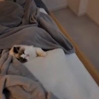 寝ている猫