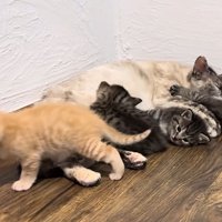 乳を飲む子猫と母猫のそばによる子猫たち