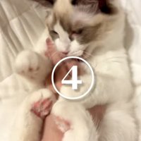 人の手にじゃれる猫