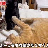 寝転がっている先住猫と子猫