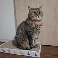 室内にいる猫