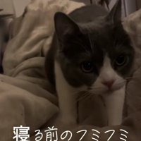 毛布の上にいる猫「寝る前のフミフミ」