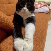 前足を伸ばして白い柄を見せる猫