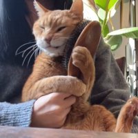 飼い主の膝の上でブラシを握る猫