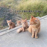 外でお座りする猫の親子