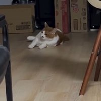 室内にいる猫