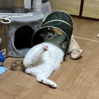 トンネルのおもちゃに入って暴れている猫に注意をする飼い主