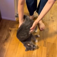 女性の手から離れて地面に倒れる猫