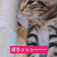 座って横を向き口を開けている猫