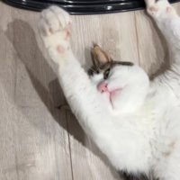 ひっくり返って両手を上に上げている猫の半身