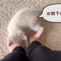 飼い主の足の上を歩く猫