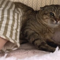 イカ耳じゃないたこやきくん