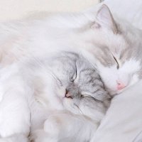 密着して眠る猫たち
