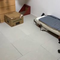 白い椅子の下に潜り込む2匹の子猫