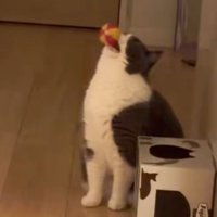 ボールを咥えて上を向く猫