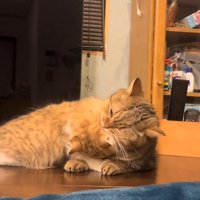 噛む猫