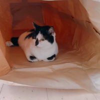 紙袋の中に隠れる牛子ちゃん