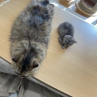 大きい猫と子猫