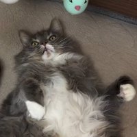 ベッドの上に吊されたおもちゃを見つめる猫