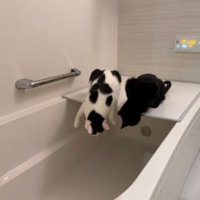 お風呂にいる猫たち